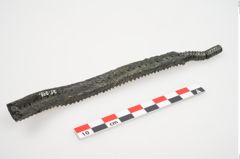Foto von Bronzeraspel (NHMW-PRAE-025098)